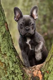 Like all dog breeds, french bulldogs come in a variety of different weights, bone structures, and plain ole sizes. Blue French Bulldog Breed Info 5 Must Know Facts Perfect Dog Breeds