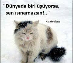 Kopek Kedi