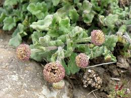 Image result for Dichrocephala