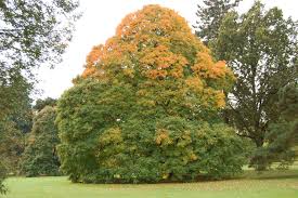 Acer Opalus Autumn Jpg