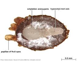 Image result for Achyrospermum laterale