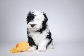 Having inherited the agility and intelligence of the miniature poodle, the sweet and loyal nature of the golden retriever, and the cuddly good looks of both parent breeds, the mini goldendoodle is known to thrive as a therapy dog. Sheepadoodle Characteristics Appearance And Pictures