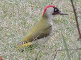 While some cultivars have a yellow color in the fall, the native species tend to drop their leaves while they are still green. Grunspecht European Green Woodpecker Picus Viridis Free Bird Images