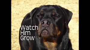 Rottweilers First Year Watch Him Grow
