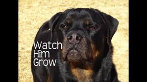 rottweilers first year watch him grow