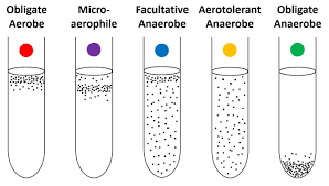 Facultative Anaerobes A Close Study