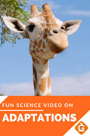 Adaptations Video For 3rd 4th And 5th Grade Science Check Out This Fun Video Lesson On Adaptations Science Videos Science Videos For Kids Animal Adaptations