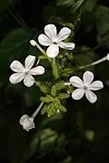 Image result for Plumbago ituriensis
