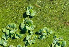 Image result for Wolffia arrhiza