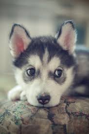 Cute Baby Wolf Husky Puppies - Cuteanimals