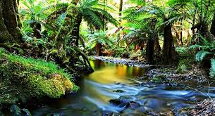 Discover everything queensland has to offer. Wet Tropics Of Queensland Beruhmte Unesco Welterbestatten In Australien