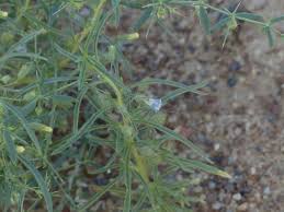 Image result for Anticharis senegalensis