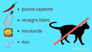 Saisissez la partie inférieure de la bouteille d'eau avec votre main gauche ou avec votre main droite au cas où vous. Repulsifs Naturels Pour Chat Repulsif Exterieur Et Interieur Repulsif Chat Naturel Repulsif Eloigner Les Chats