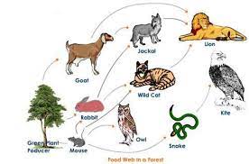 Pin Pa Food Chain For Kids