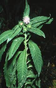 Image result for Vernonia anthelmintica