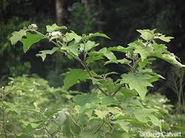 Image result for Solanum torvum
