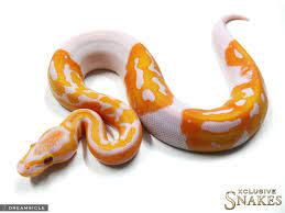 Dreamsicle Morph List World Of Ball Pythons Ball Python Cute Reptiles Reptiles Pet