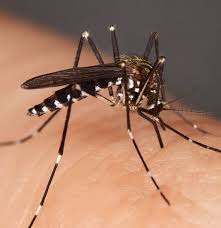 Insect Bites Reactions Types And Images
