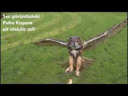 Bu Ses Hangi Kusa Ait Olabilir Youtube