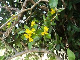 Image result for Hugonia platysepala