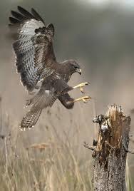 Hawk My Favorite Animal Pet Birds Birds Of Prey Beautiful Birds