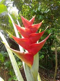 Image result for Rhynchosia caribaea