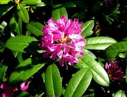 Strandzhanska Zelenika Rhododendron Ponticum L Evergreen Shrubs Rhododendron Shrubs