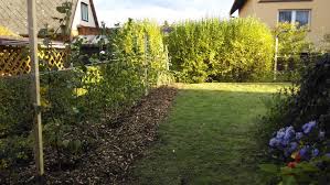 Image result for Živý plot z habru