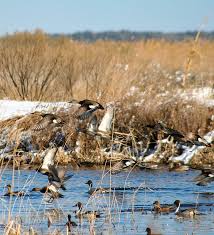 Mackay Island National Wildlife Refuge