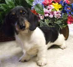 Black And White Dachshund Pictures Weatherly S Miniature Piebald Dachshunds Puppies Piebald Dachshund Wire Haired Dachshund Dachshund Puppies