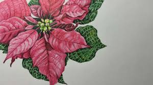 I hope you like this drawing and video tutorial of this drawing. Poinsettia Flowers Drawing In Color Pencils Flower Drawing Color Pencil Drawing Youtube