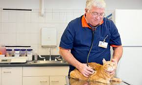 Senior Cats At Risk For Hyperthyroidism Veterinary Medicine At Illinois