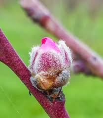 Flowers on apple trees differ in their potential to set and retain fruits and these differences are usually referred to as differences in flower quality. How To Tell The Difference Between Fruit Buds And Leaf Buds On Your Fruit Tree