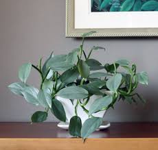 フィロデンドロン シルバーメタル 観葉植物 の育て方 増やし方 シルバーグリーンのメタリックな葉がインテリアにぴったり グリーン インテリア ー 何気ない日々をおもしろく ー