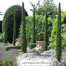 Image result for Cupressus sempervirens