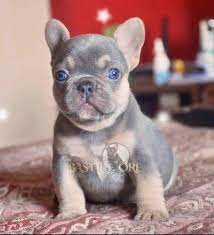 Sep 21, 2020 · lilac and tan french bulldog. Bastilleorefrenchies On Twitter My Gorgeous Lilac And Tan French Bulldog Baby Boy He Is Awesome