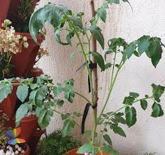 Check spelling or type a new query. Are My Tomato Plants Healthy Bbc Gardeners World Magazine