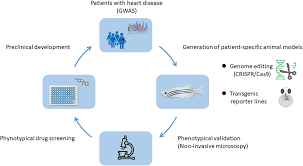 Receives blood from the right atrium and pumps the blood to the lungs. Frontiers Heart Development And Regeneration In Non Mammalian Model Organisms Cell And Developmental Biology
