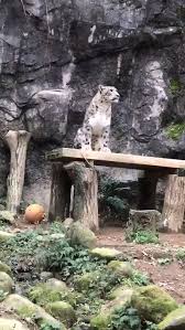 Barrel Roll Video Cute Animals Cute Funny Animals Funny Animals