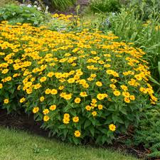 Learn all about the benefits of my favorite perennial groundcovers and how to grow them: Photo Essay Extremely Cold Hardy Perennials Perennial Resource