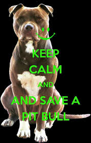 Pin On Pit Bull