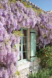 Wisteria Covered House In The French Country Side Cottage Garden Planting Flowers Wisteria