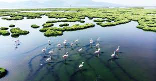 The primary factor that distinguishes wetlands from other land forms or water bodies is the characteristic vegetation of aquatic plants, adapted to the unique hydric soil. Marshy Miracles Wetlands Are Earth S Key To Coping With Climate Change Daily Sabah