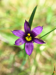 Image result for Iridaceae