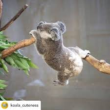 Sharing Stories On Instagram Posted Withregram Koala Cuteness Really Jeff Yoga Not Again Follow Koala Cu In 2020 Cute Animals Cute Baby Animals Animals