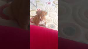 2 aylik pitbull yavrusu animals dogs