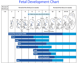 49 exhaustive baby development by week chart