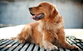 If you are looking for full hd (1920x1080p) animal wallpapers for your, android, laptop display. Laptop Hd Golden Retriever Wallpaper
