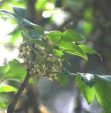 Image result for Allocassine laurifolia