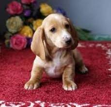 Dachshund puppies for sale and dogs for adoption in idaho, id. Dachshund Breeder Located In Idaho Mgm Miniature Dachshunds Sold Puppies Dachshund Breeders Dachshund Puppies For Sale Miniature Dachshunds